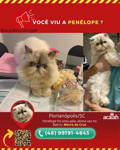 Conheça o jogo onde você é um gato preto perdido numa cidade grande