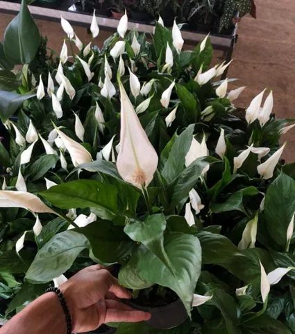 Plantas Ornamentais para Revenda    (Atacado e Varejo) - Foto 4