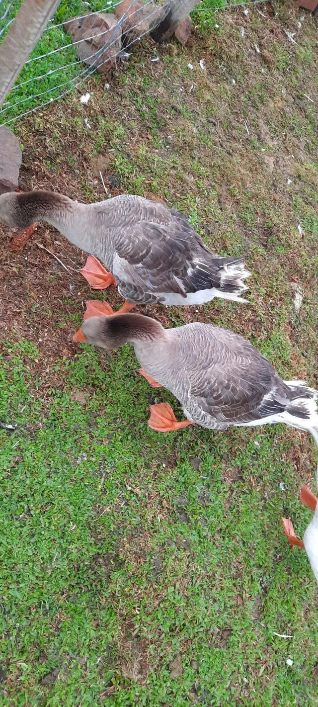 Casal de Gansos Franceses da Raça Toulouse  - Foto 3
