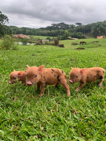 Mini Pigs (Micro porcos de estimação)