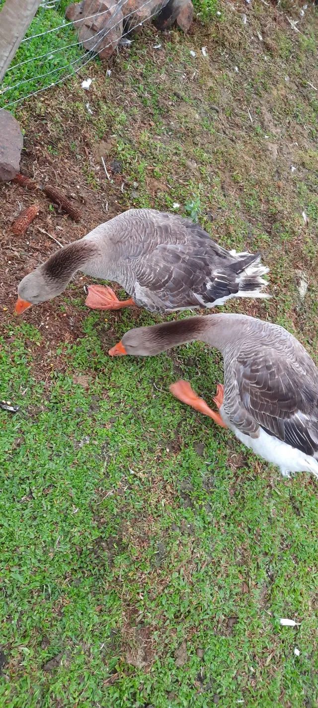 Casal de Gansos Franceses da Raça Toulouse  - Foto 5
