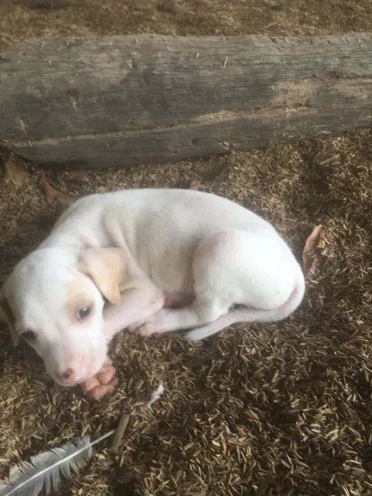 cachorros de Caça  - Foto 3