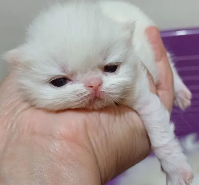 Lindos filhotes de gatos persas puros.Parcelo.Entrego em Curitiba e região  - Foto 4