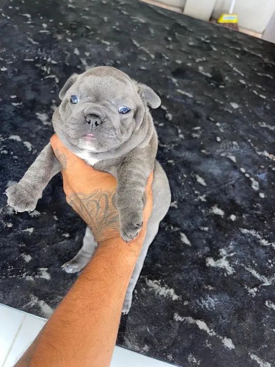 Bulldog francês blue  - Foto 4