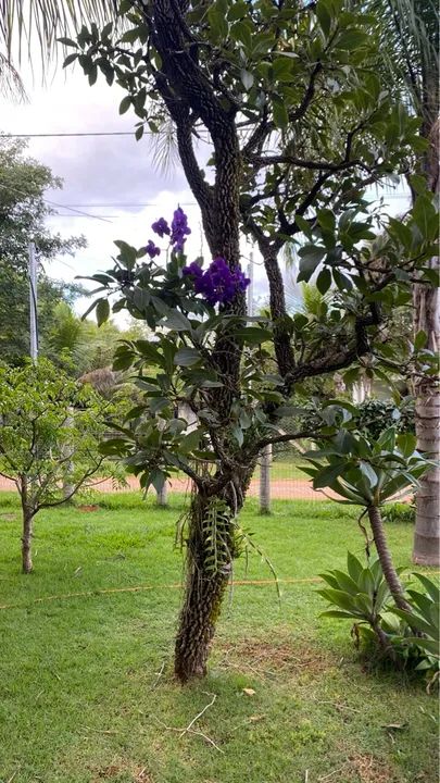 Vendo Chácara com piscina e área verde em condomínio fechado - Foto 6