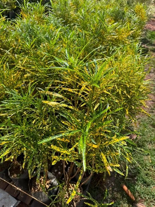 Mudas de croton  - Foto 6