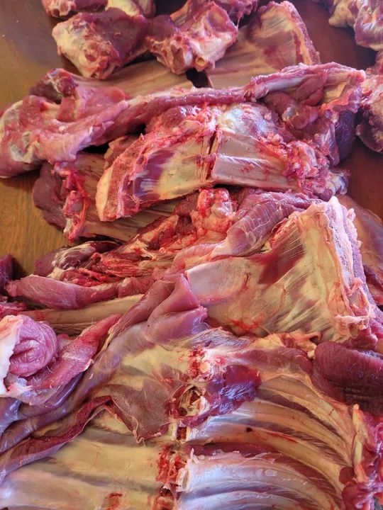 Ovelhas ? ? ? ? ? dorper  - Foto 4