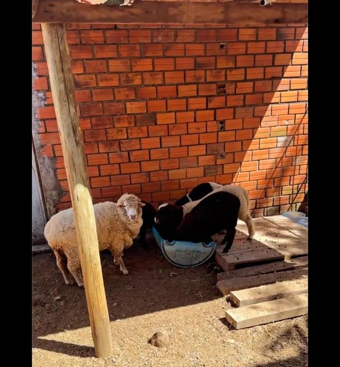 VENDO CORDEIROS TEXEL<br> - Foto 2