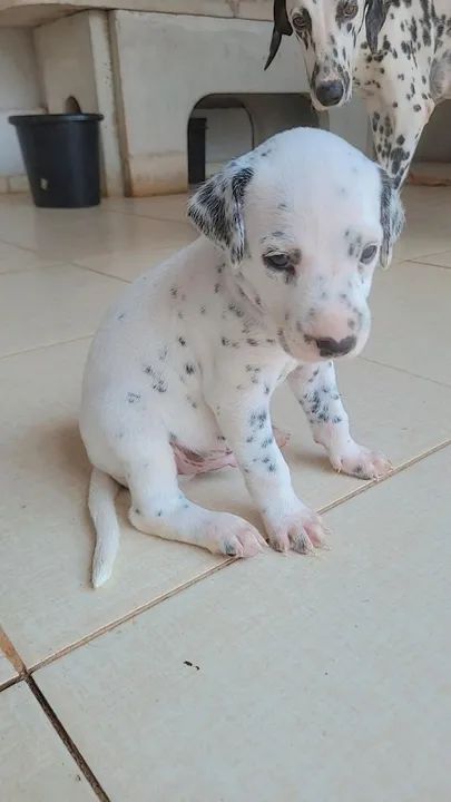 Filhotes Dálmata disponível - Foto 2