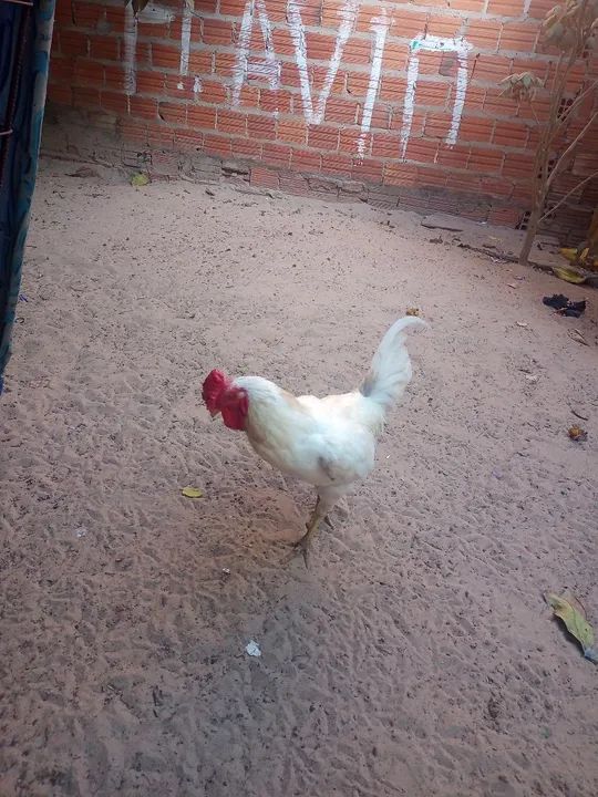 Galo branco lindo