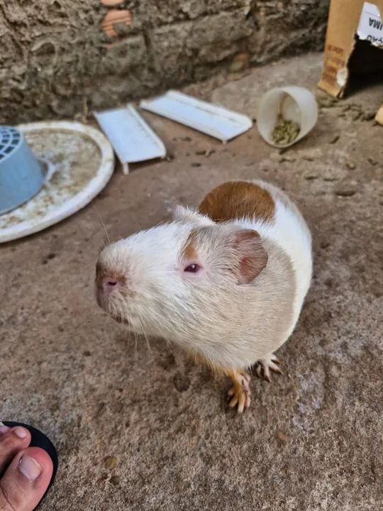 Porquinhos da Índia - Foto 5