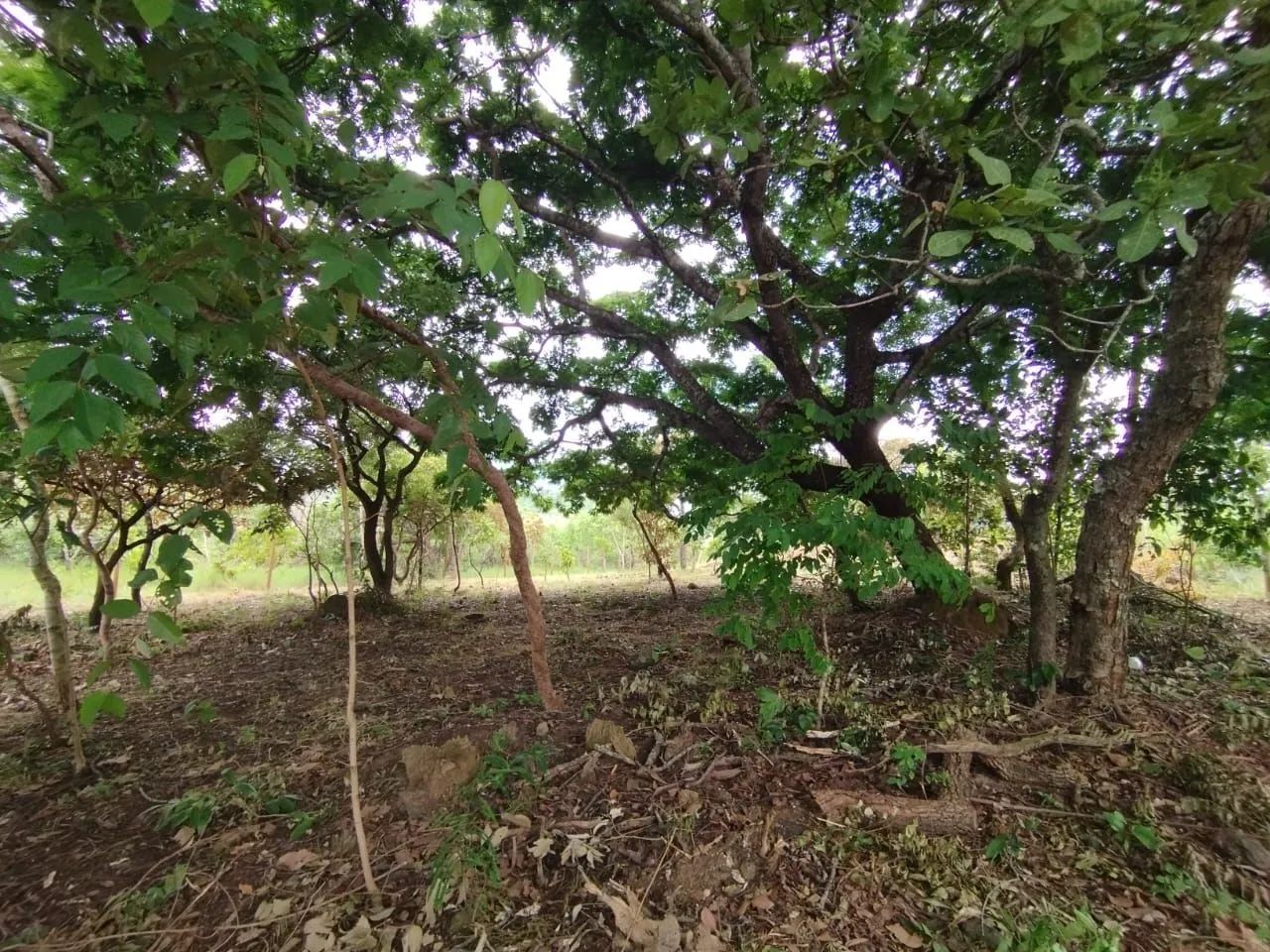 Chácara com 1000m2 na saída para Lajeado - Foto 3