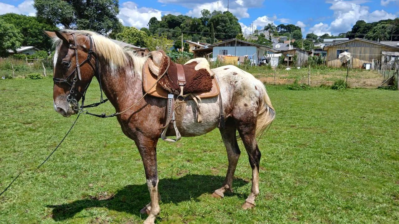 Cavalo apalossa 7 anos  - Foto 4