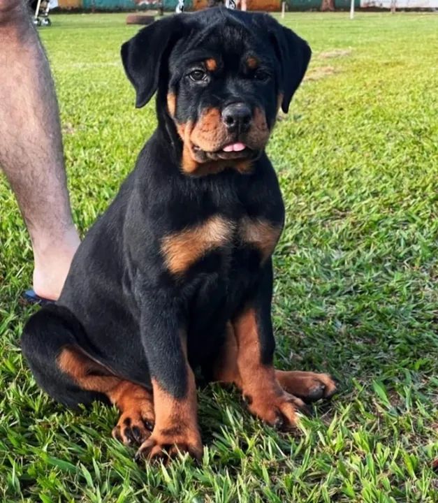 Vendo Filhotes Rottweiler  - Foto 2