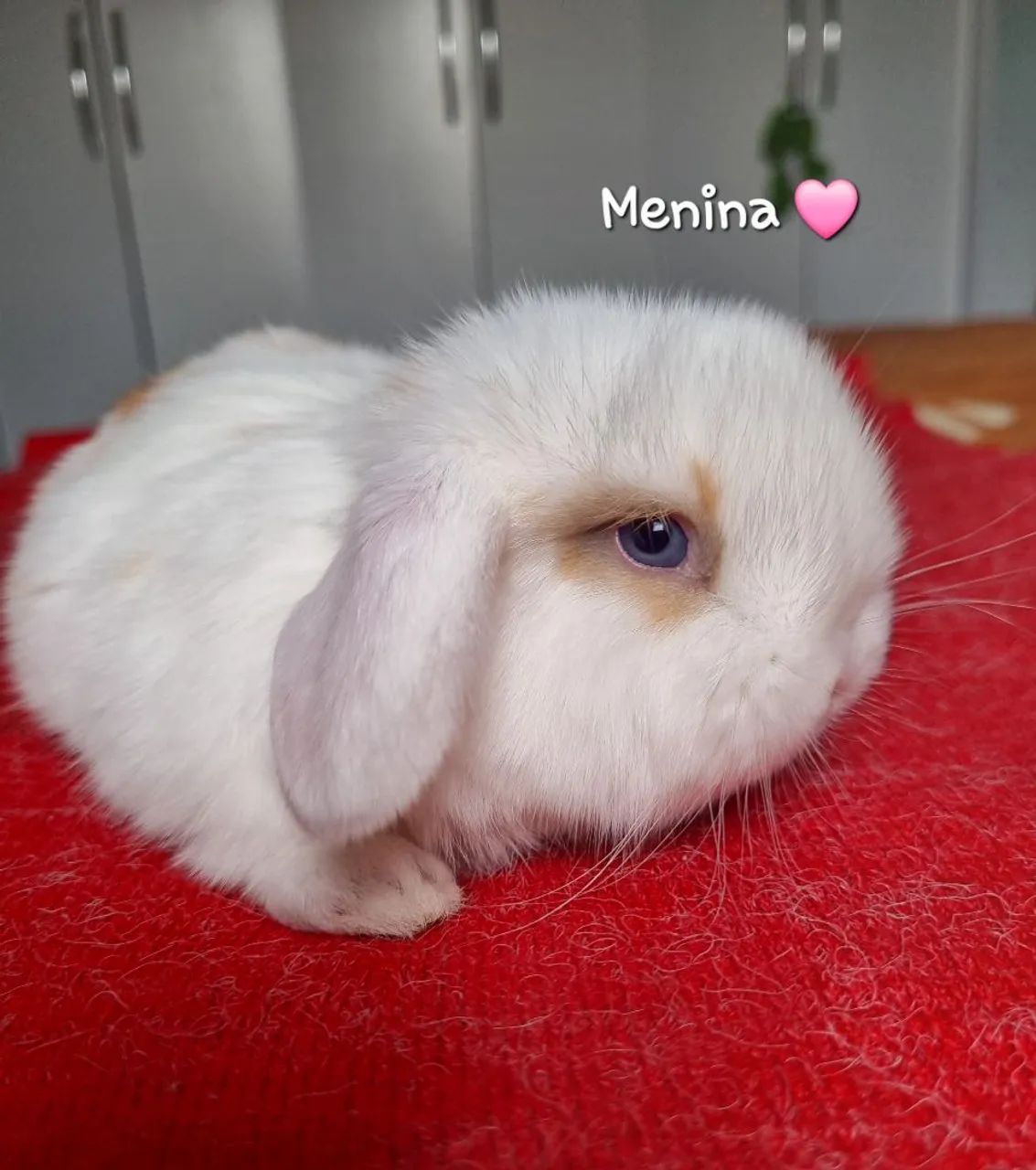 Coelhinho Mini Lop - Foto 3