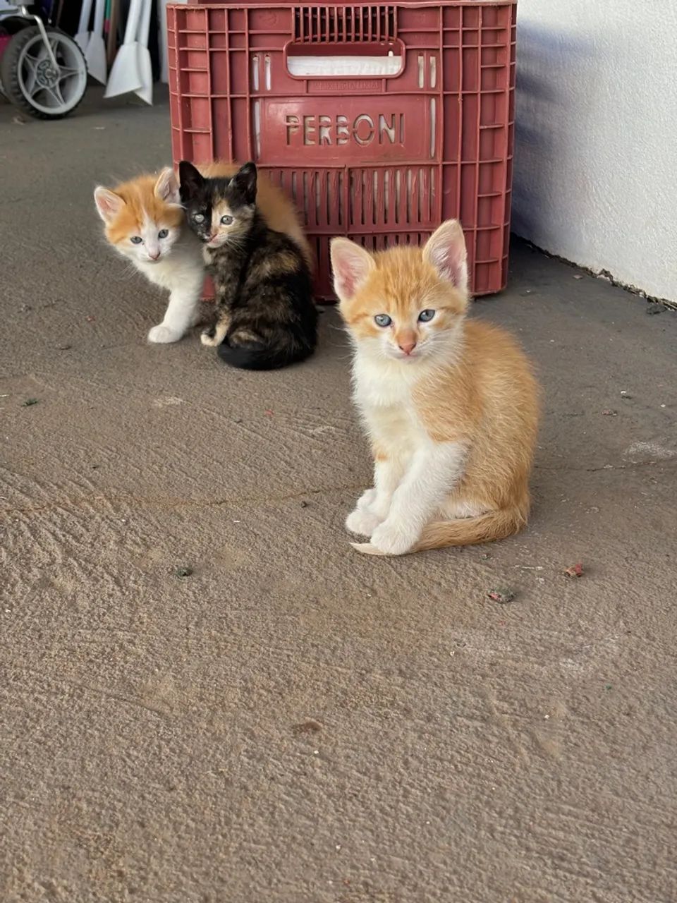 Gatos