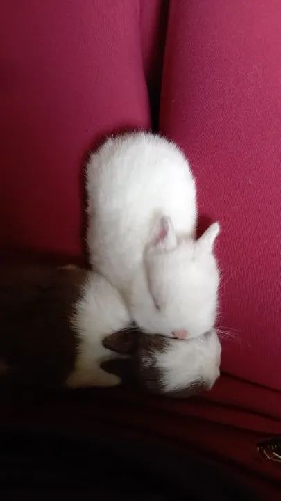 Tenho filhotes de coelhos para venda 