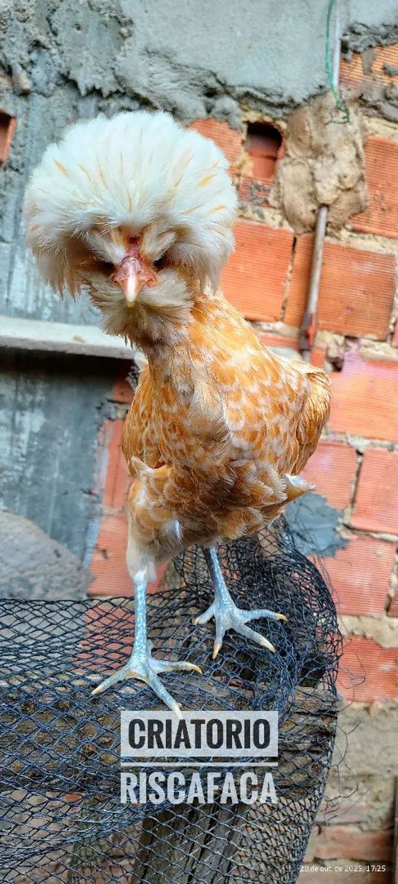 Aves Ornamentais  - Foto 5