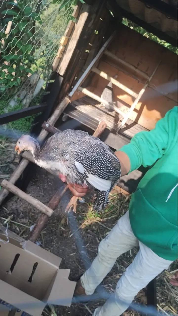 Frango d'angola para criação