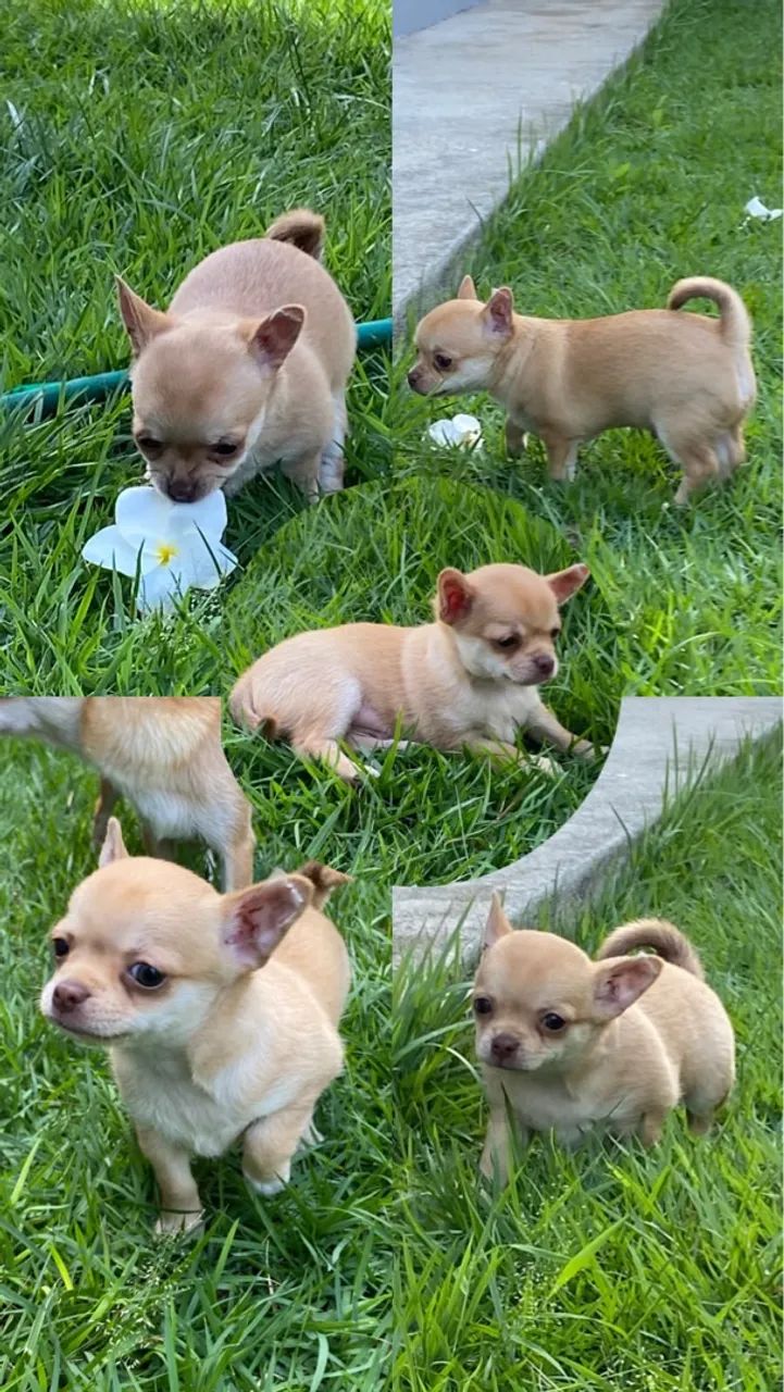 Filhote Chihuahua 