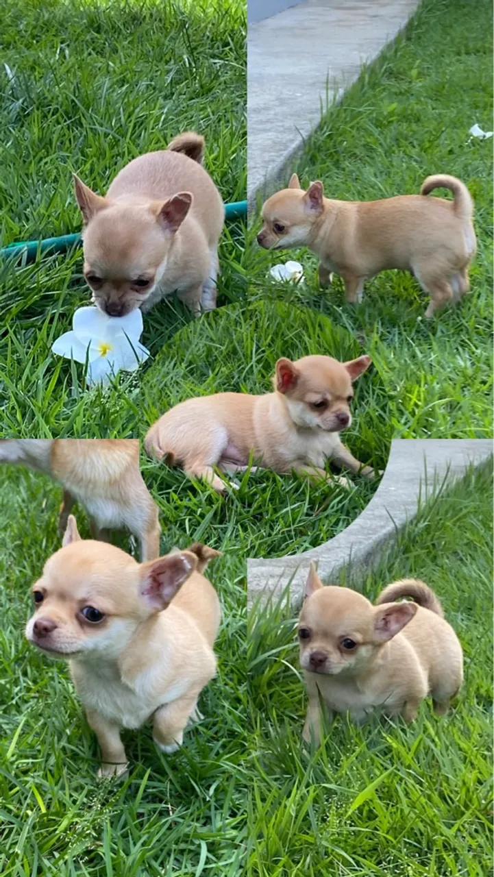Filhote Chihuahua
