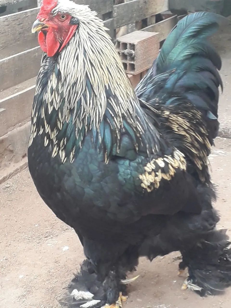 BRAMNHAS64293081427713121