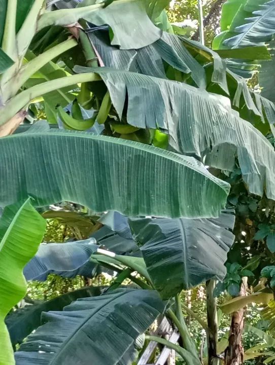 Frutíferas  - Foto 5