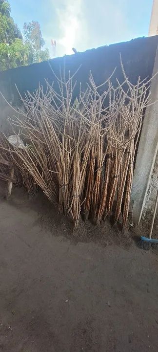 Feixo de macaxeira para plantio - Foto 2