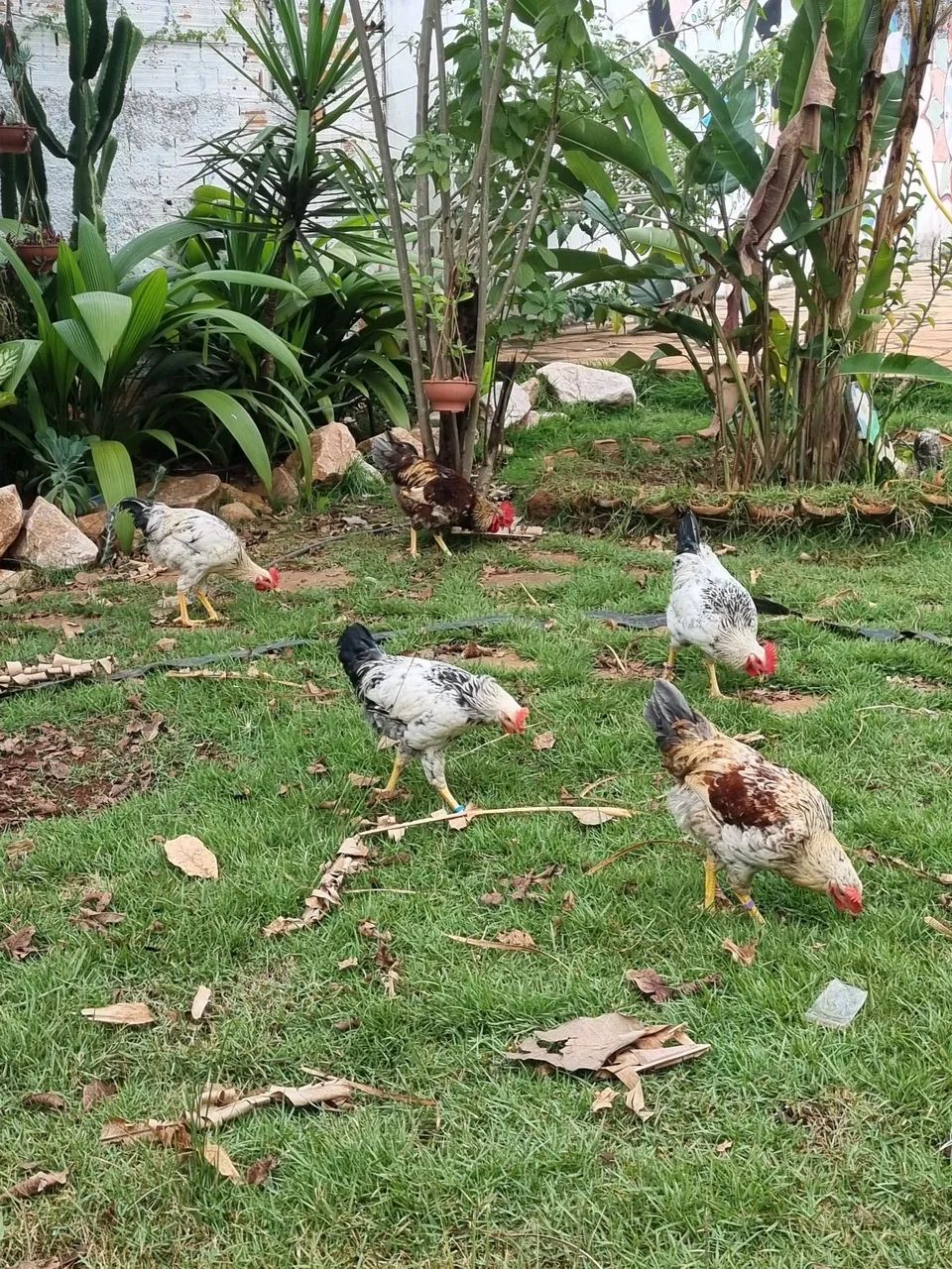 ? Lote de Aves Diversificado - Galinhas, Frangos, Galo e Pintinhos (Desconto no Lote)<br> - Foto 4