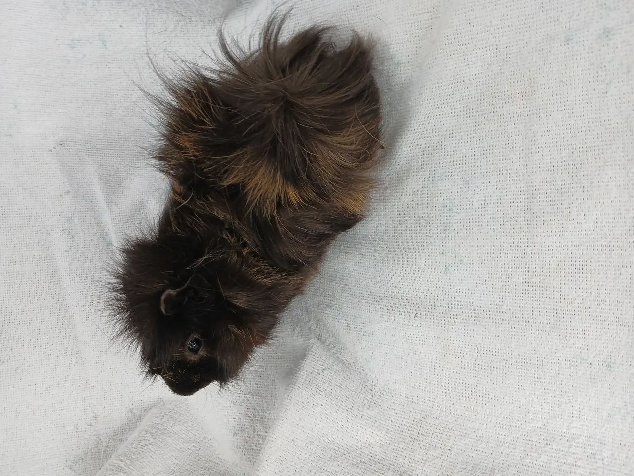 Porquinho da Índia peruano adulto  - Foto 4