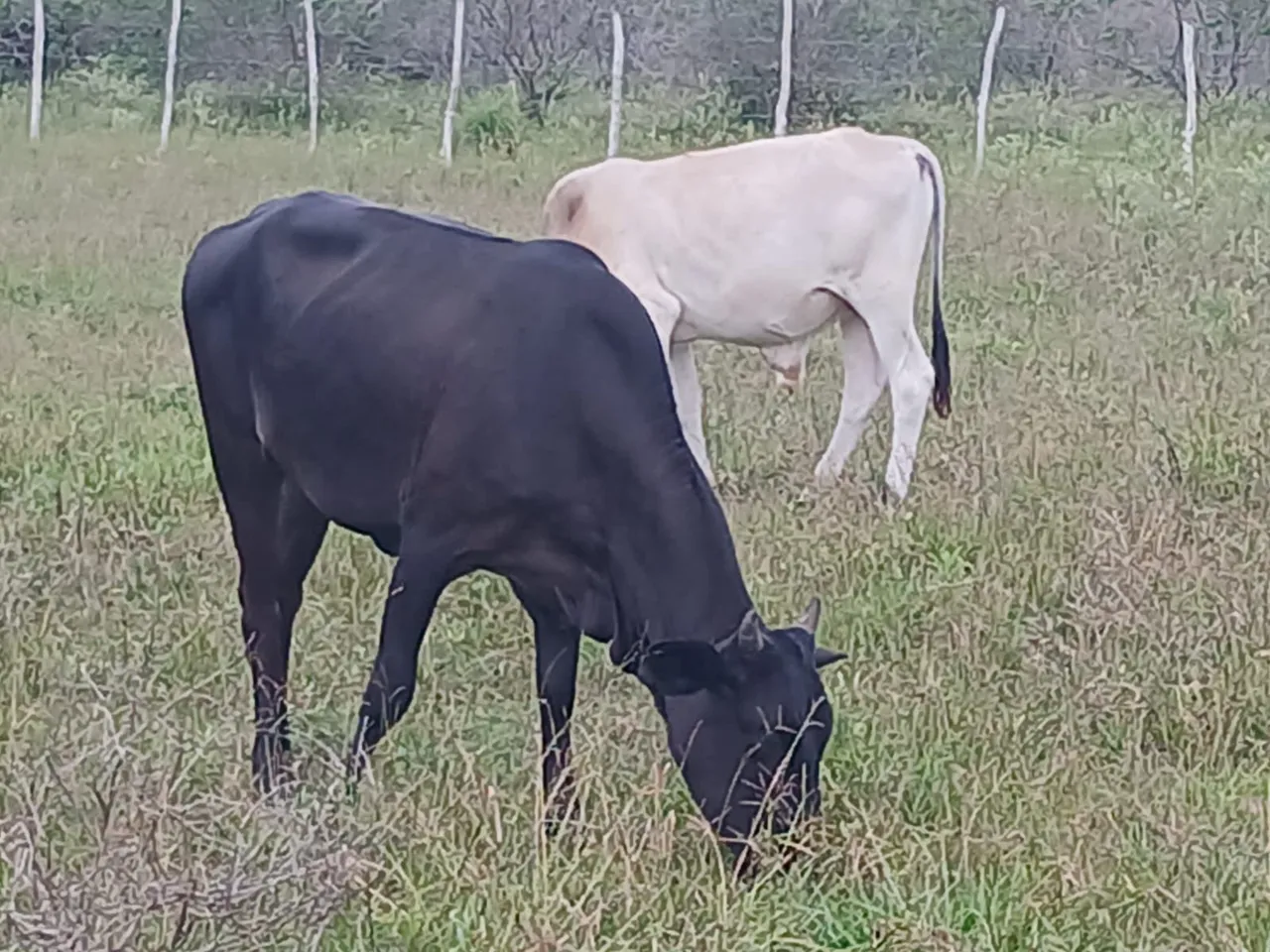 Vende-se este casal
