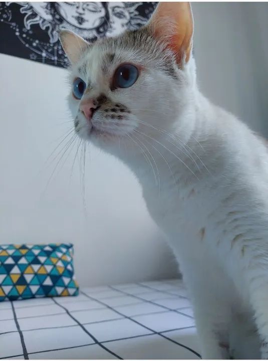 Gata branca para adoção  - Foto 4