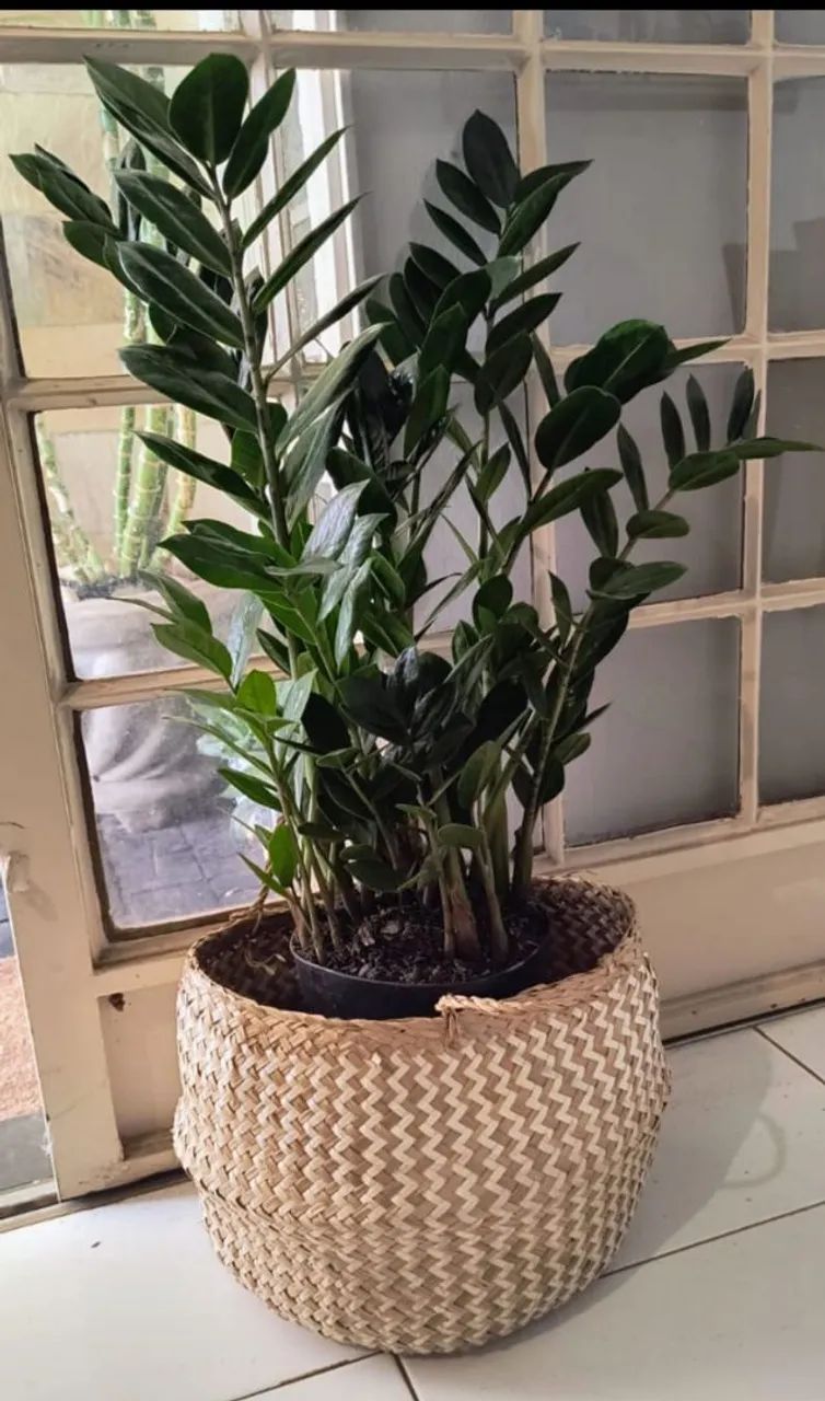 Zamioculca no cesto de palha trancado.