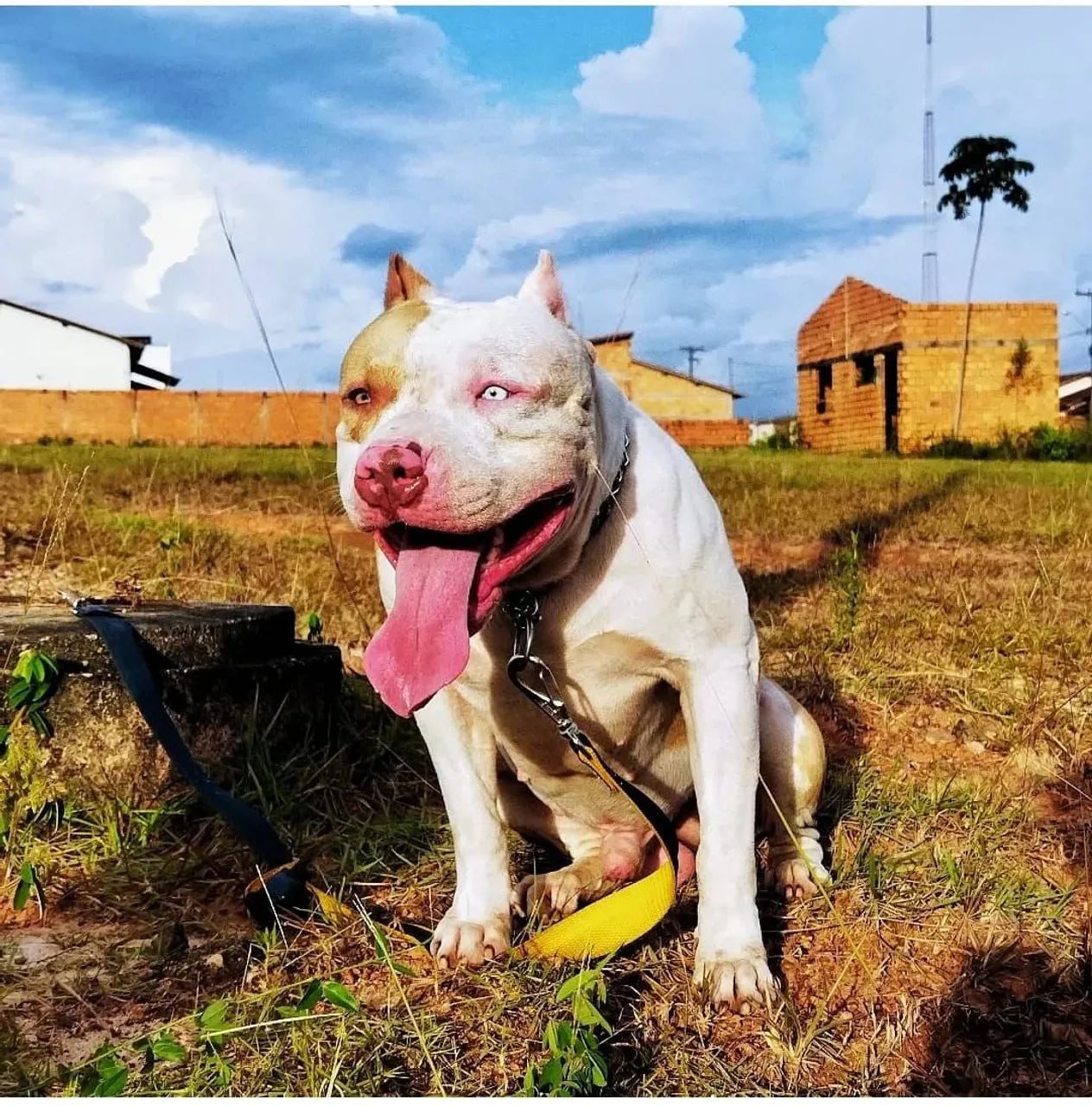 PITBULL 20 dias * chama no ZAP valor 700 reais  - Foto 5