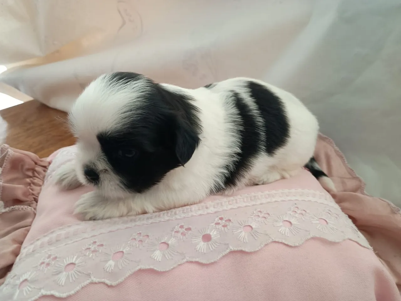 Filhote Shih Tzu - Pelúcia de Patas!