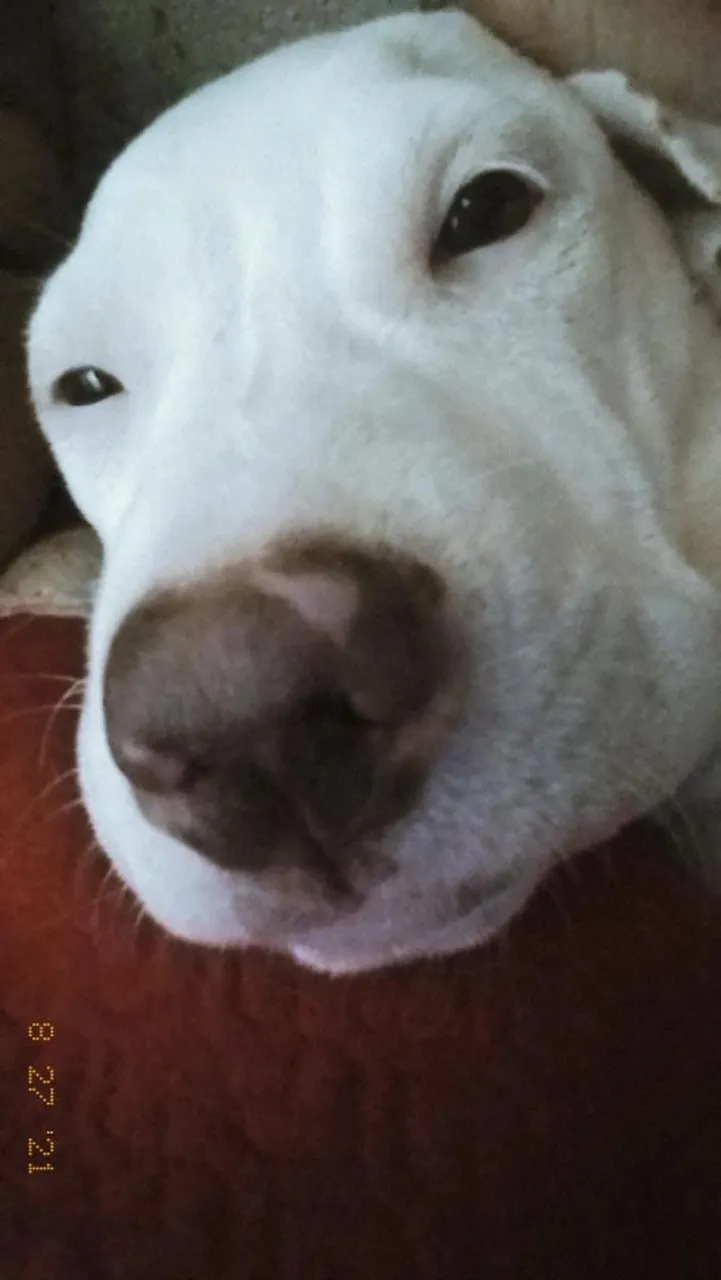 Pitbull para doação!
