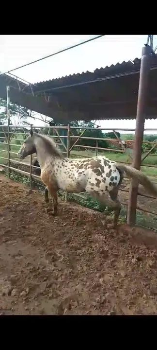 Potro Appaloosa com pelagem linda - Foto 3