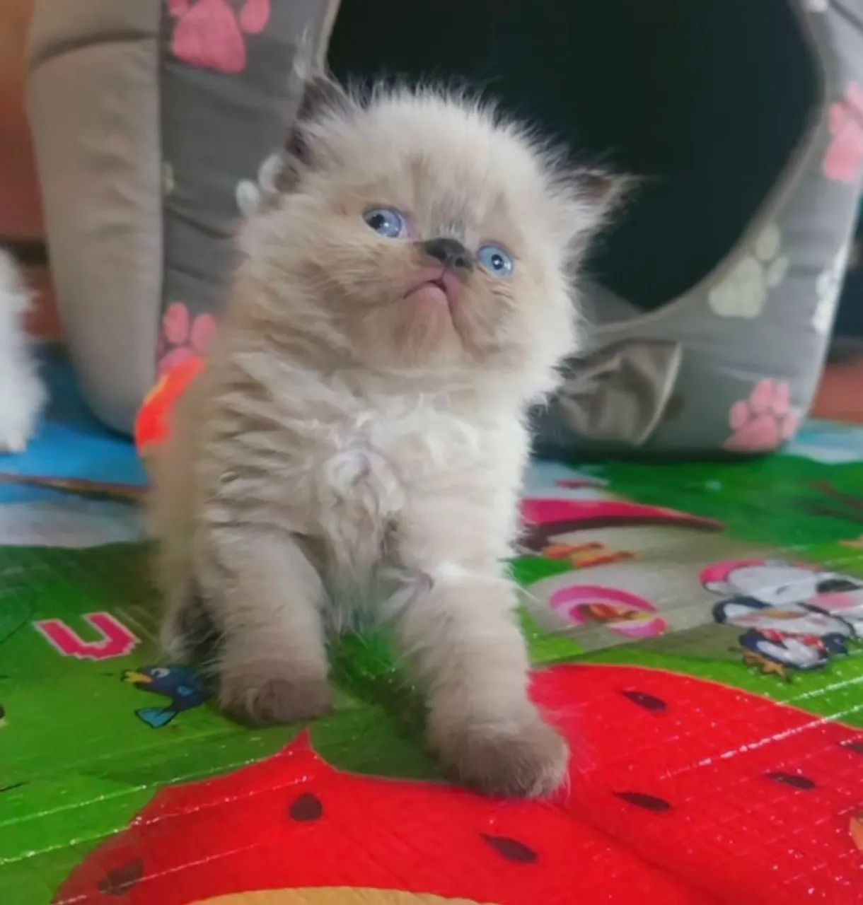 Gato persa, Himalaio 2 fêmeas brancas red point e 2 machos blue e seal