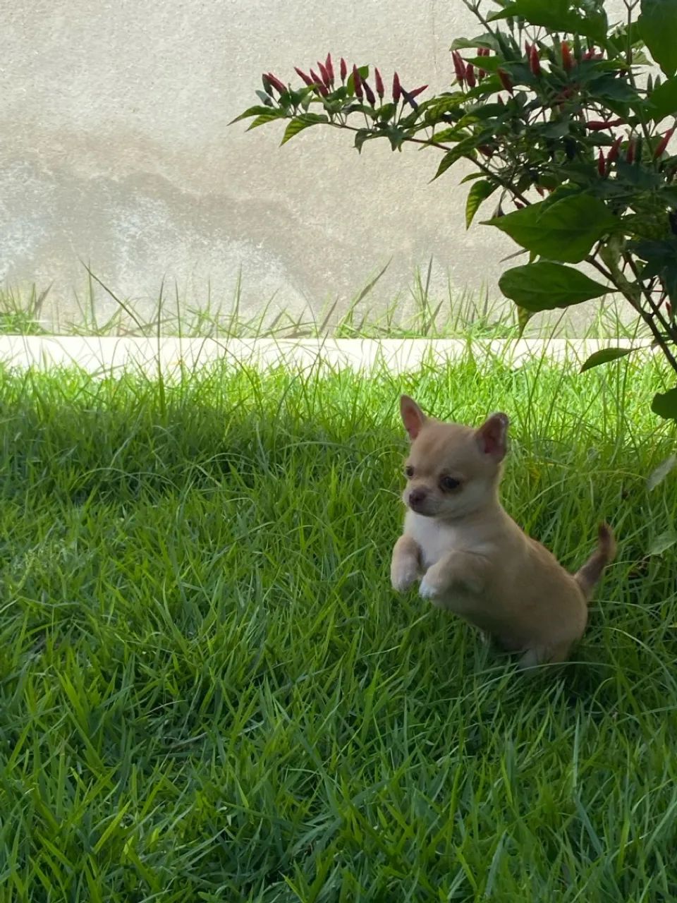 Filhote Chihuahua  - Foto 3
