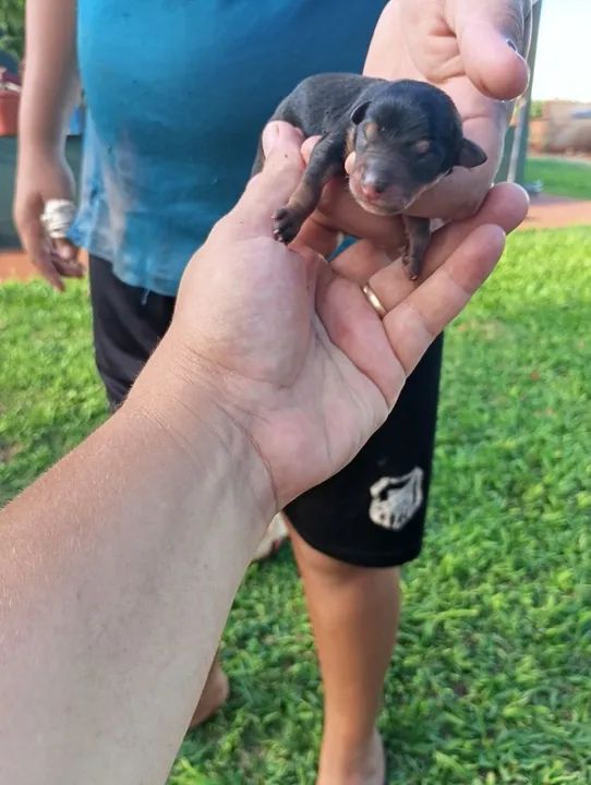 Fêmea de pinscher disponível para reservas  - Foto 4