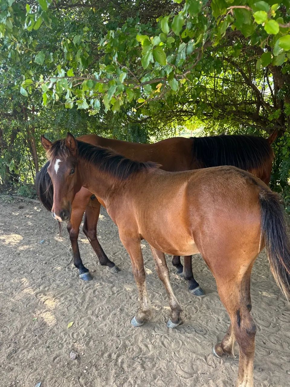 Potro/Potros - Foto 4