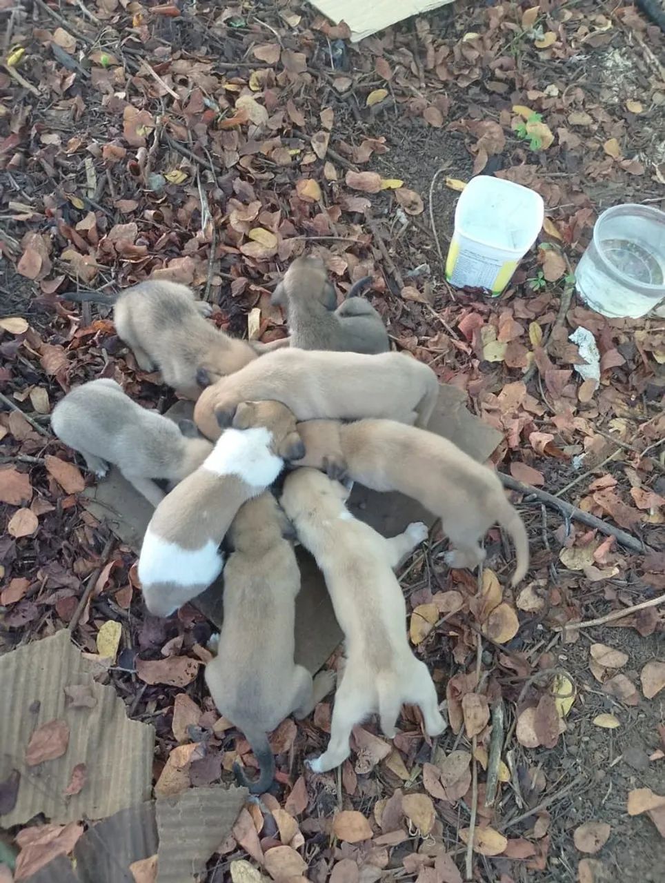 Filhotes de cachorro - Lindos e brincalhões - Foto 3