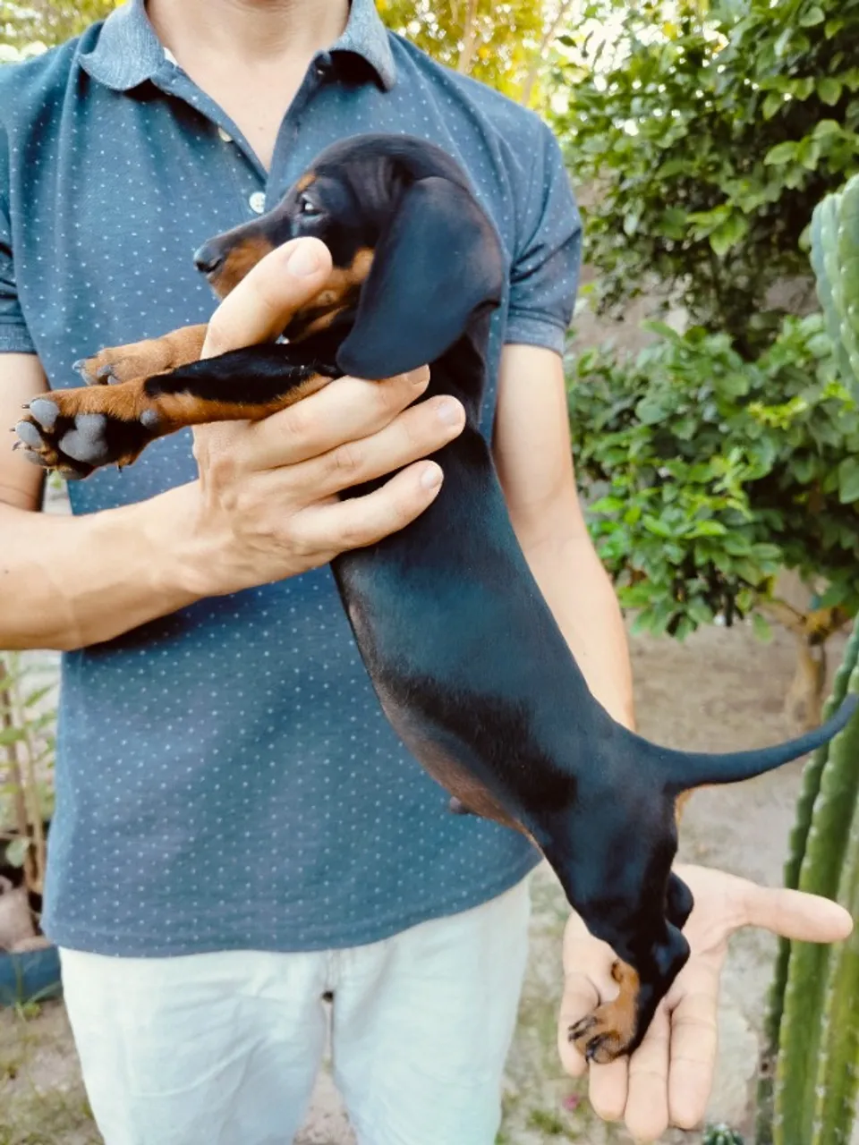 Filhotes de salsicha, Dachshund