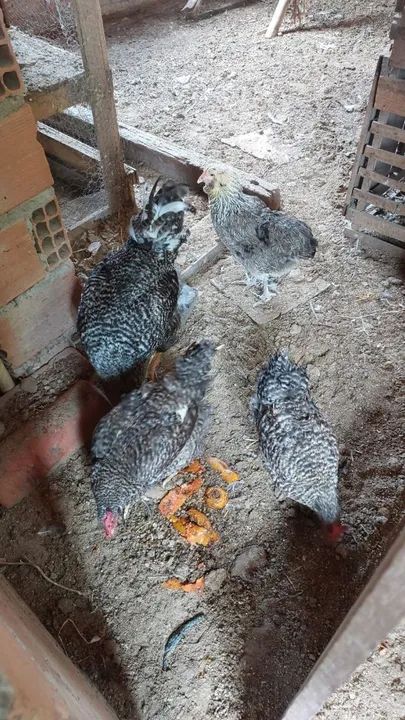 Aves selecionadas para criação últimas unidades  - Foto 4