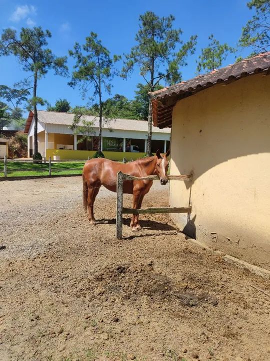 Égua Mangalarga Marchador 