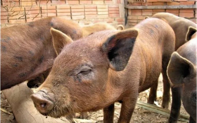 VENDA DE PORCO CAIPIRA  - Foto 3