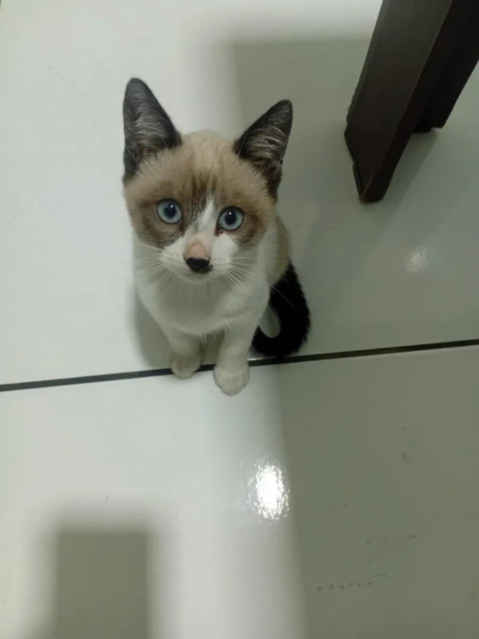DOAÇÃO FILHOTE MACHO GATINHO GATO
