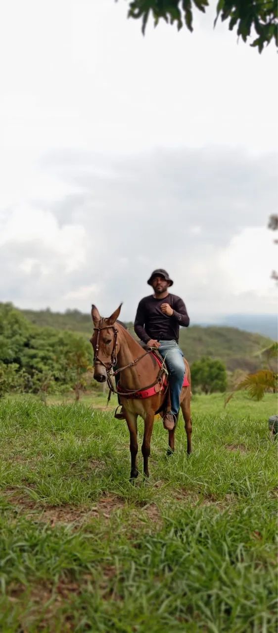 MULA DE PATRÃO  - Foto 3