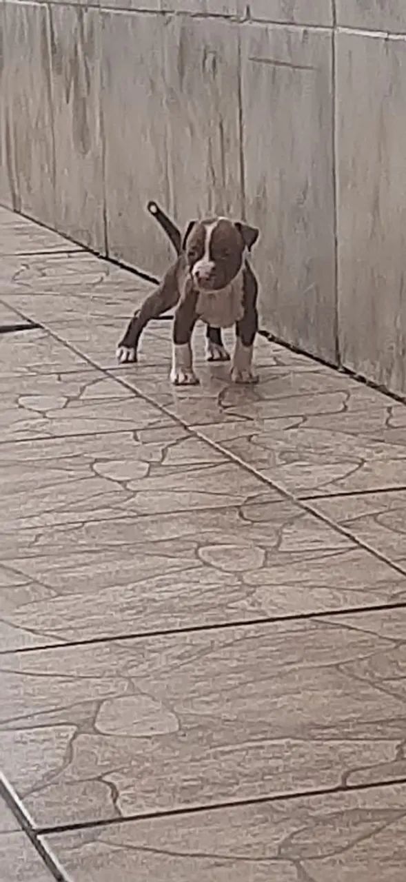 4 filhotes de Pitbull - Foto 6