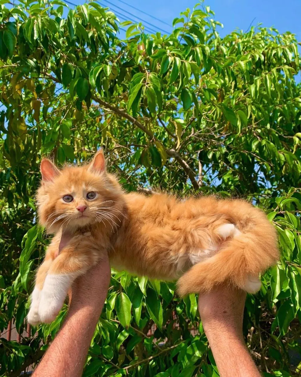 Maine coon Laranja